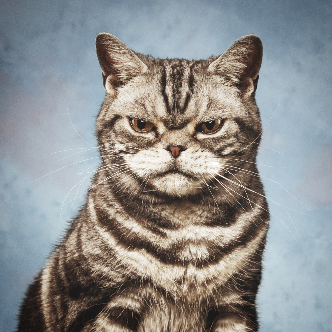 Facebook Pet Portraits Image Retouching
