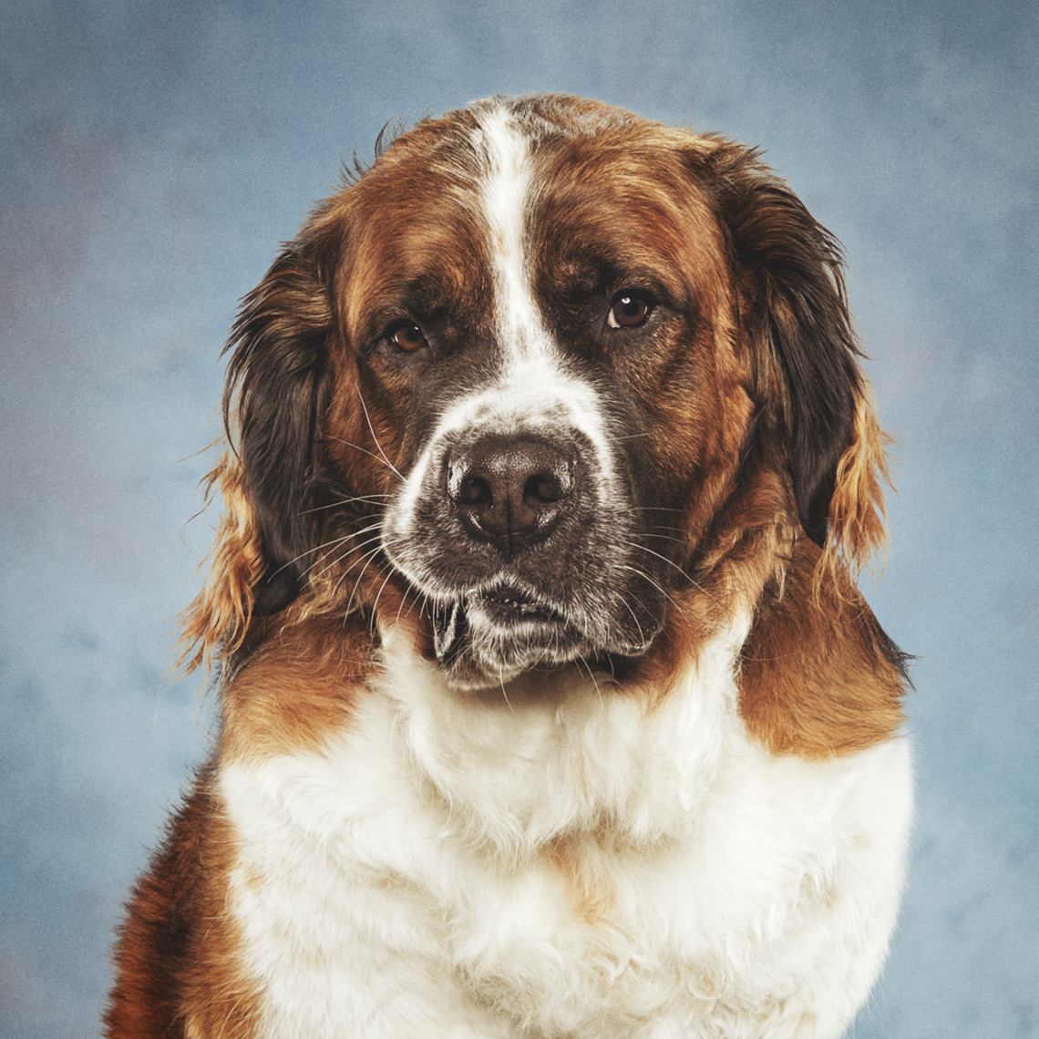 Facebook Pet Portraits Image Retouching
