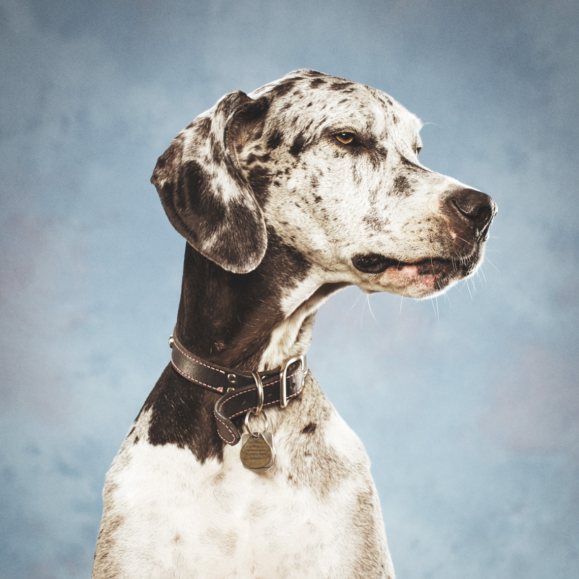 Facebook Pet Portraits Image Retouching