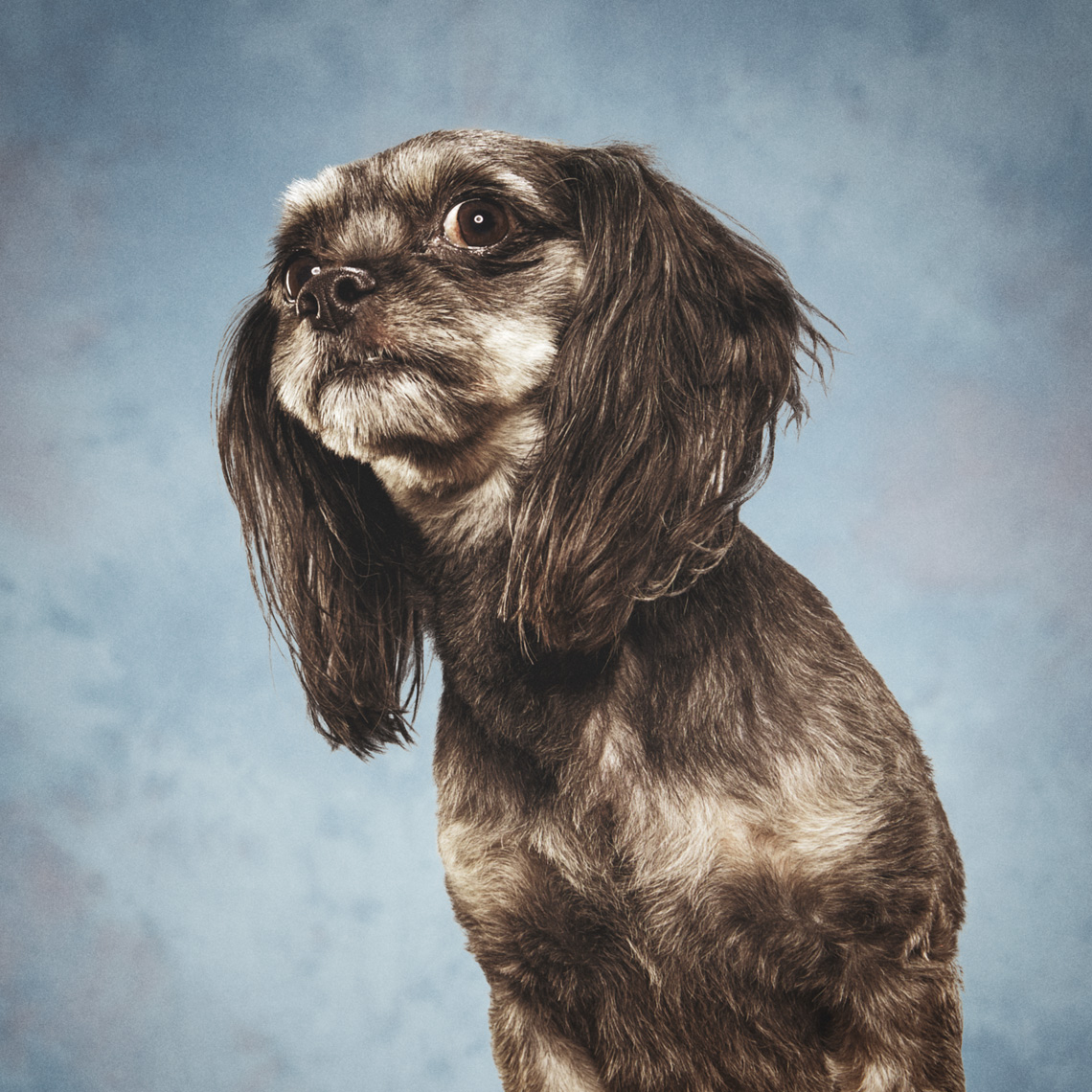 Facebook Pet Portraits Image Retouching
