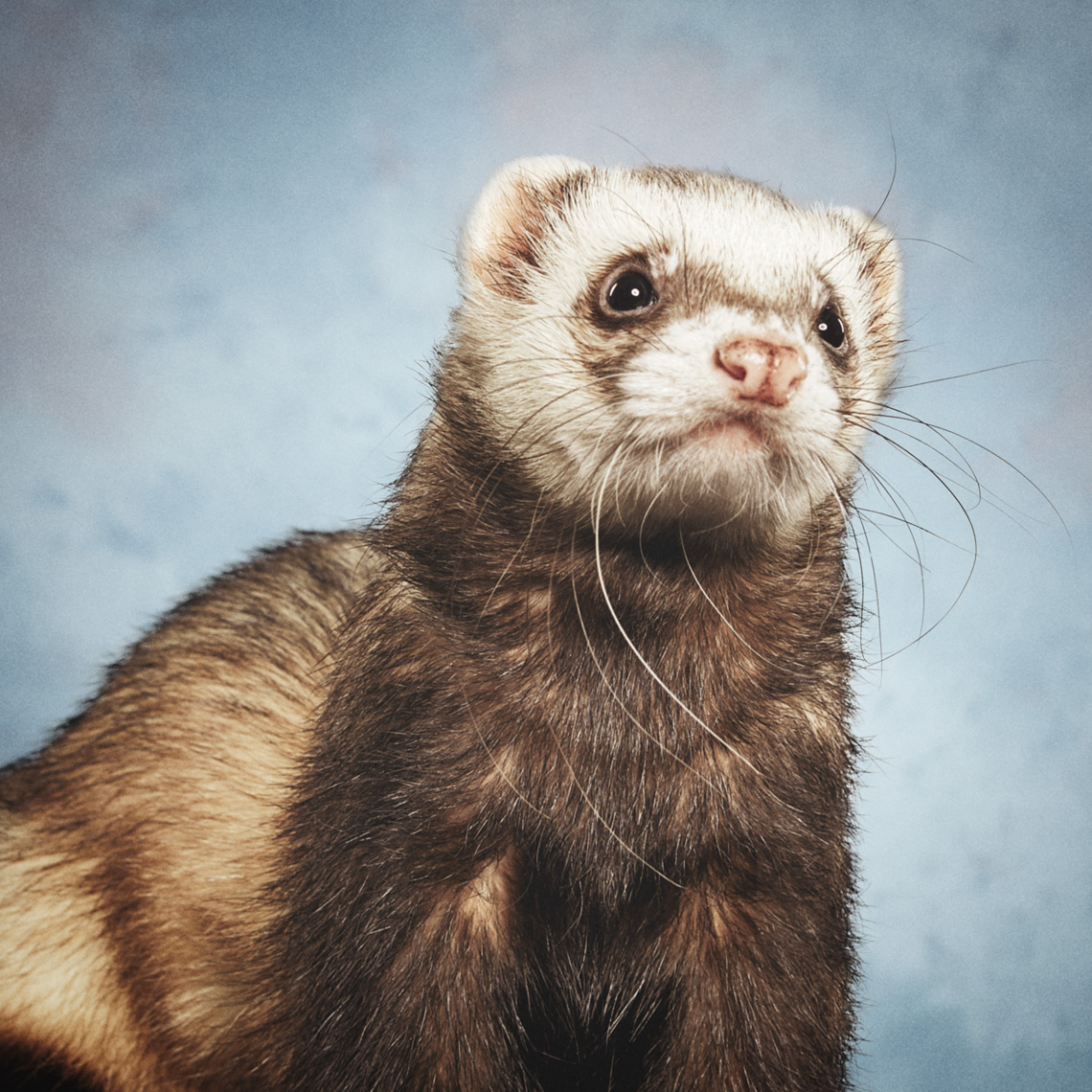 Facebook Pet Portraits Image Retouching